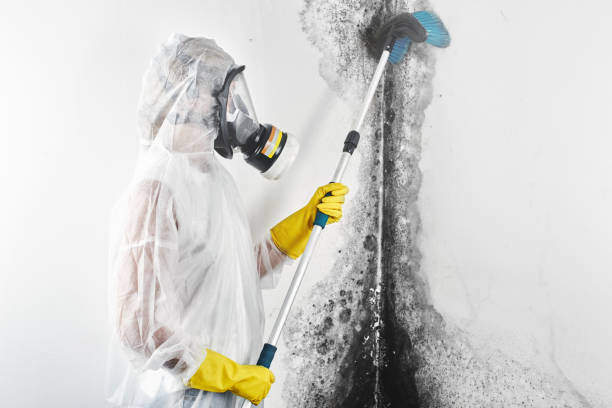 Best Asbestos and Lead Testing During Mold Inspection  in Port Jefferson, NY