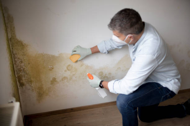 Best Mold-Related Health Consultation  in Port Jefferson, NY