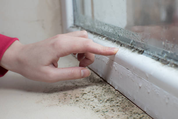 Best Comprehensive Air Testing for Mold Contaminants  in Port Jefferson, NY